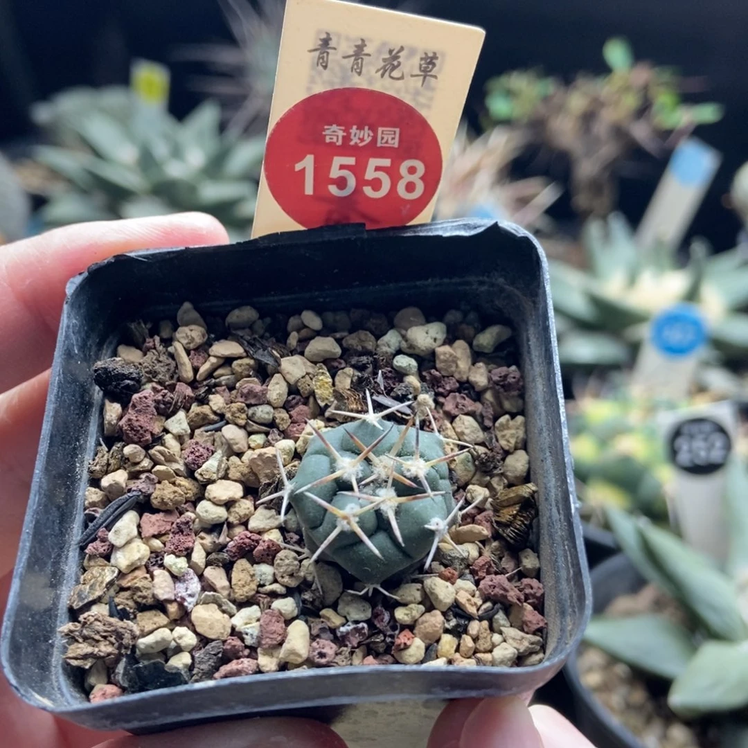 实生顶花大祥冠1.8cm