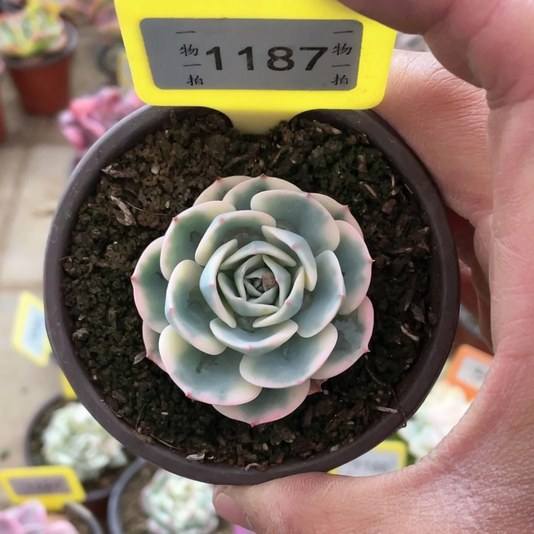【闪购商品】1187号