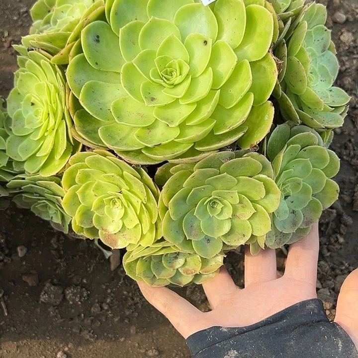 9.25.33雨荷多肉植物5