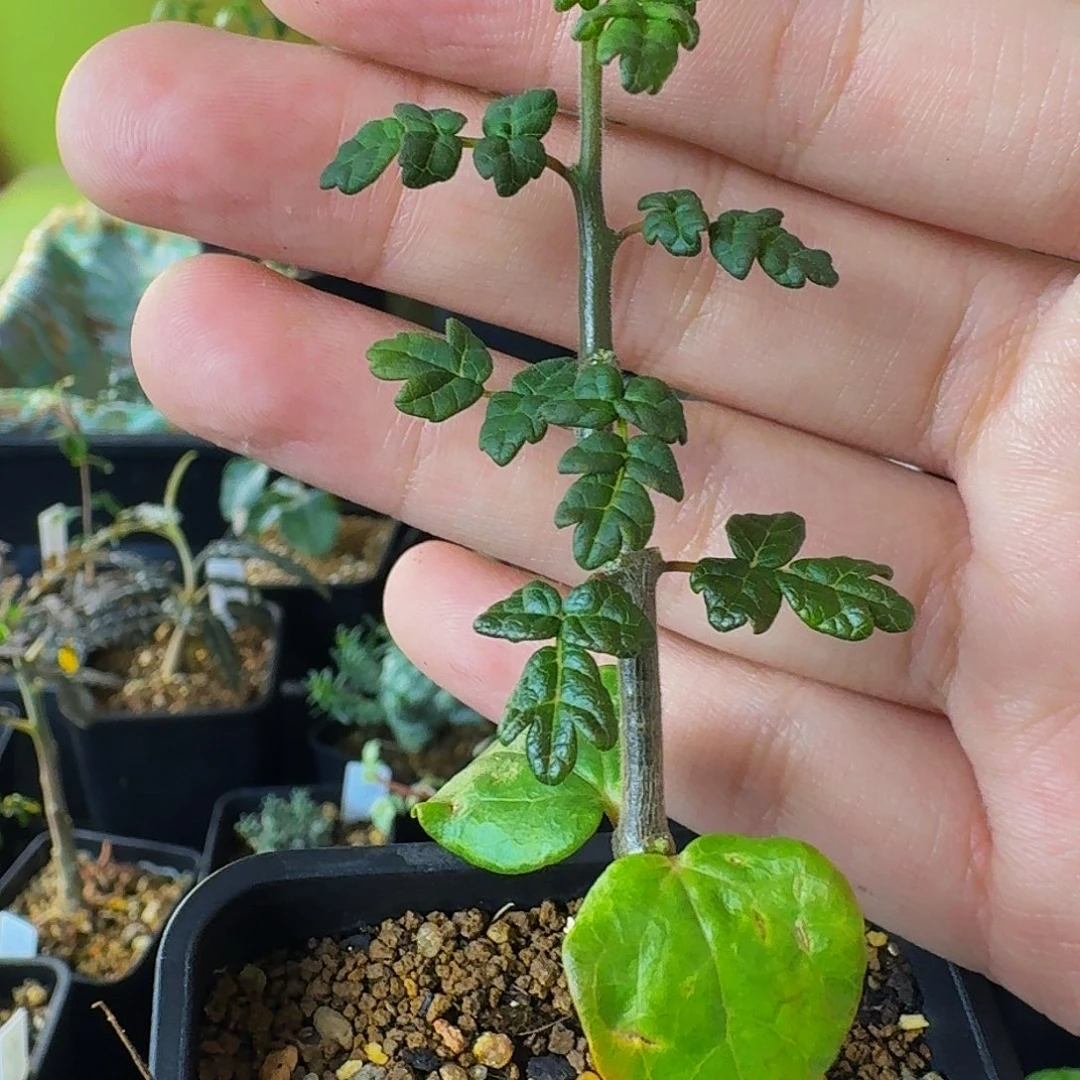 实生泡泡叶橄榄带盆土顺丰空运包邮