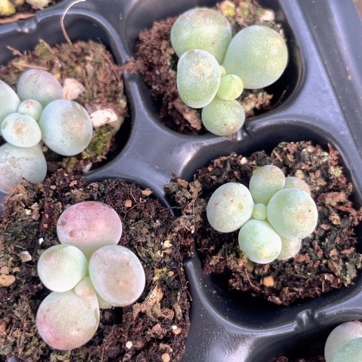 米可奶小的随机发满18包邮