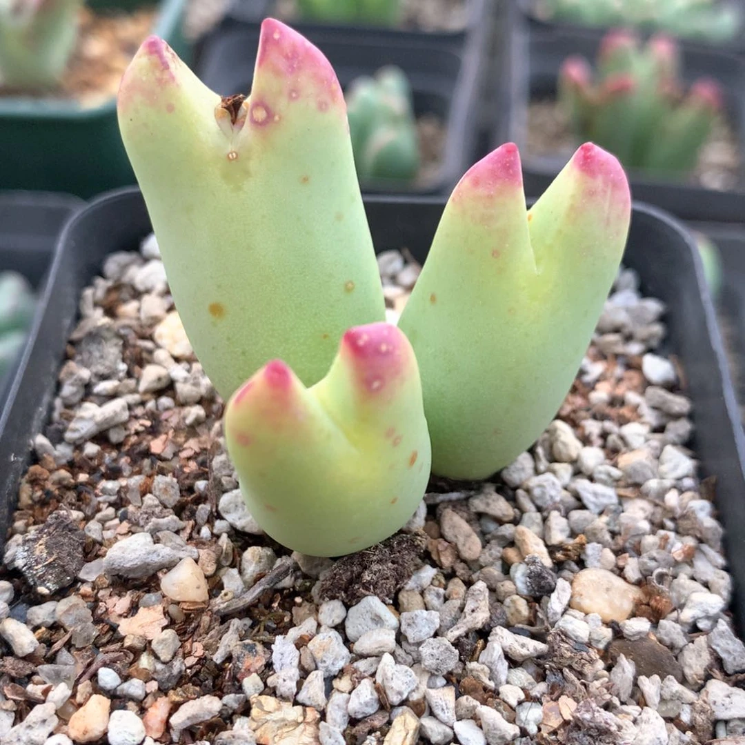 龙猫将 肉锥植物