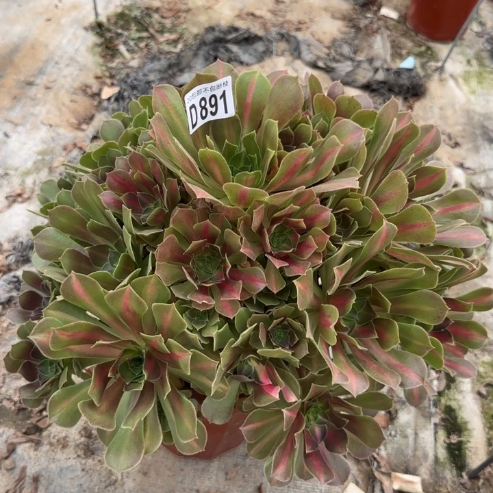 女巫中班……多肉植物……