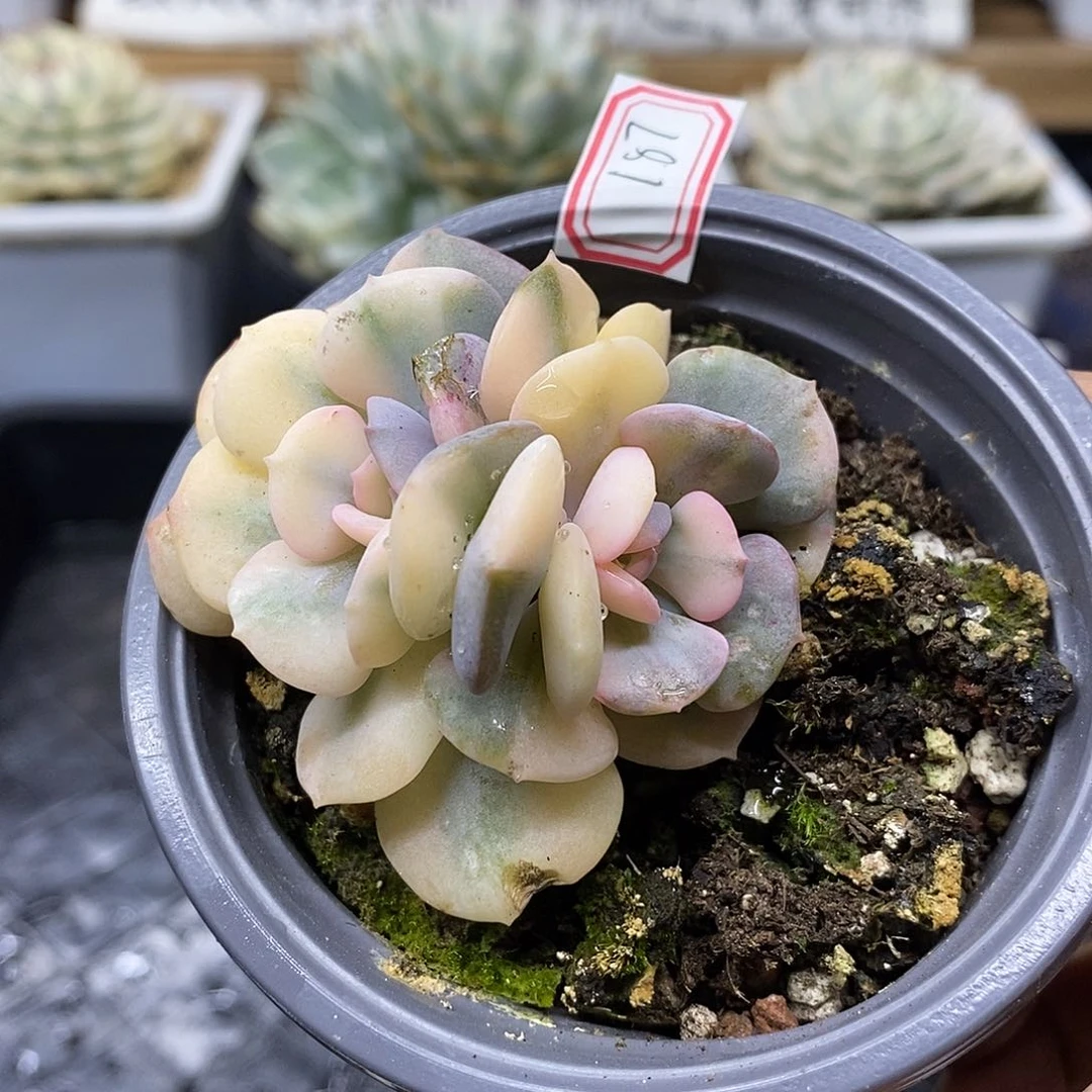 27187 雪精灵花脸锦无砍双头