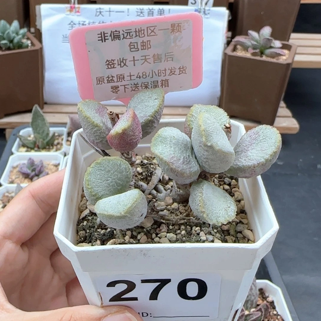 270圣姬多肉植物