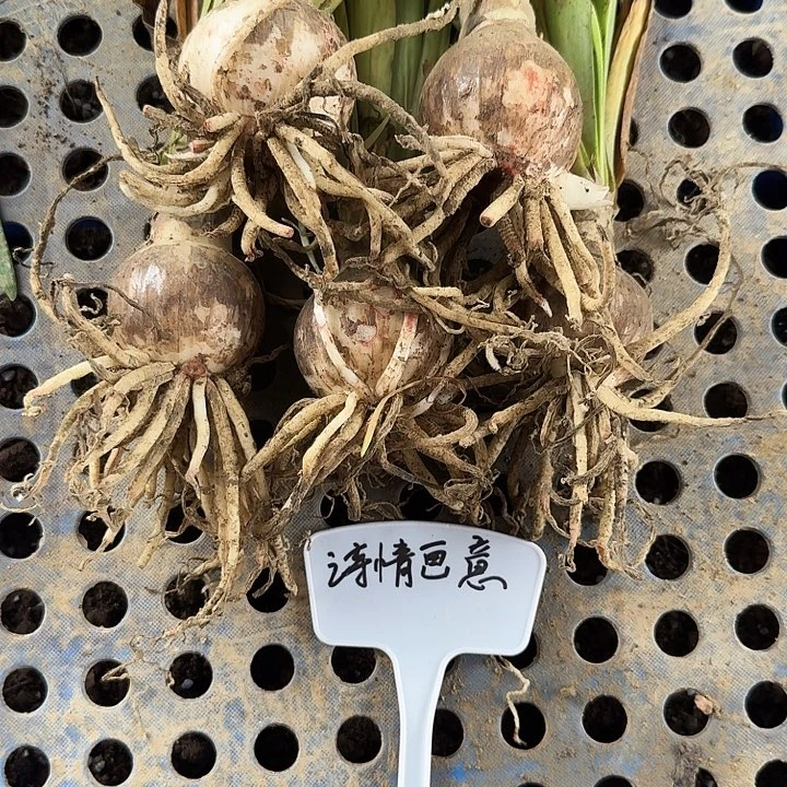 诗情画意朱顶红一棵5+