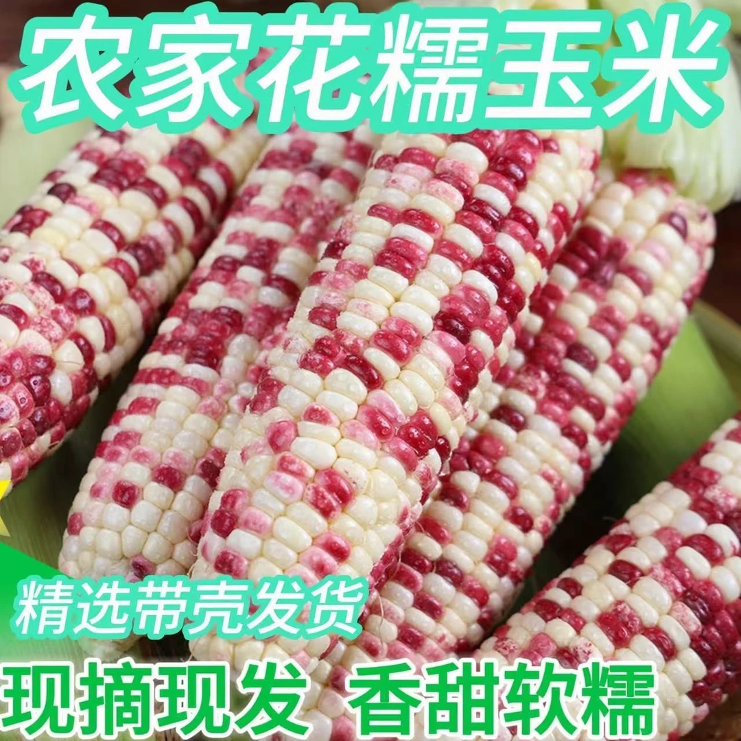 农家糯玉米当季疏菜现摘现发