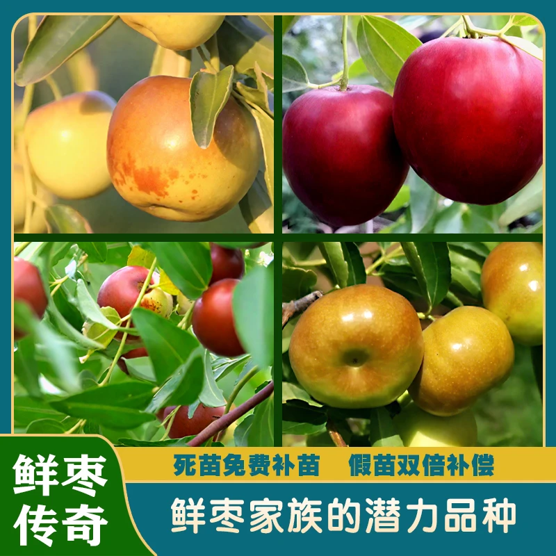 鸡蛋酥枣/扁圆枣/三代冬枣/金丝脆枣/滇红脆枣/五个新品种枣推荐