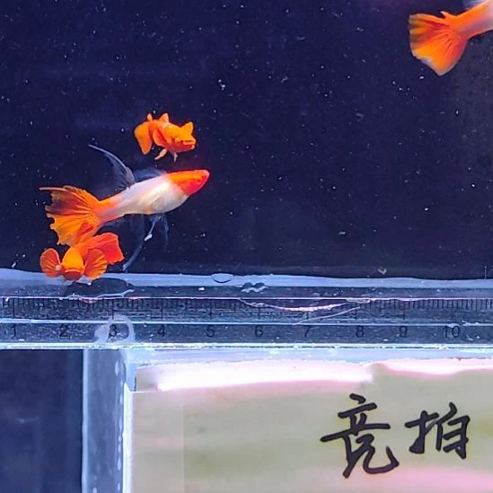 孔雀鱼8鸿运当头缎带两对