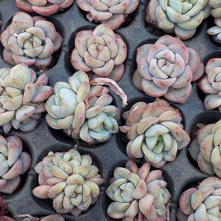 星星珍妮1.5带土发