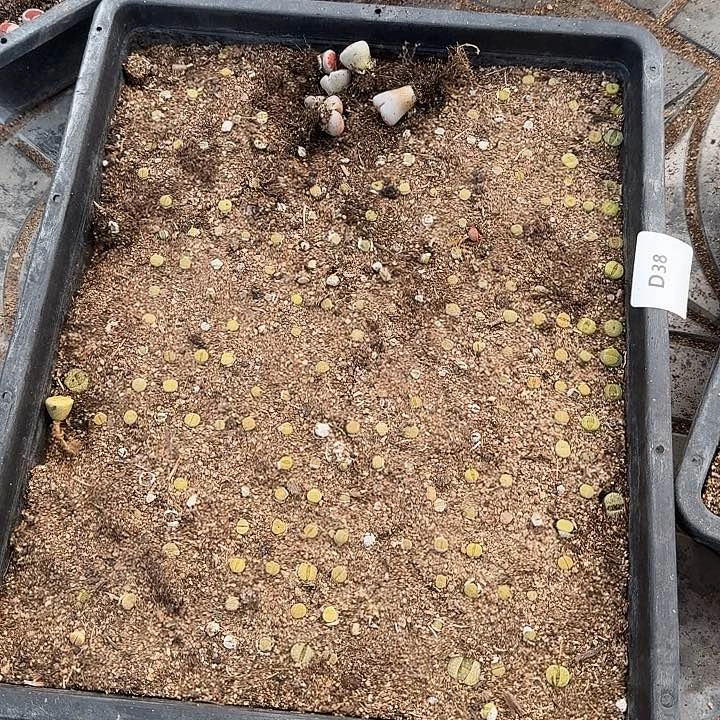 生石花222222。  38