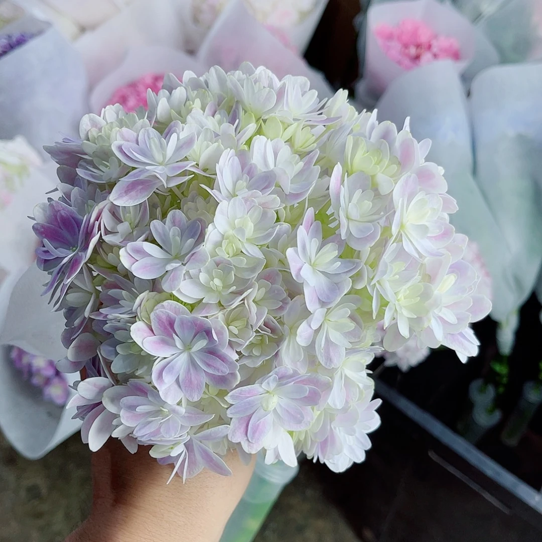 完全开放稀有绣球花118