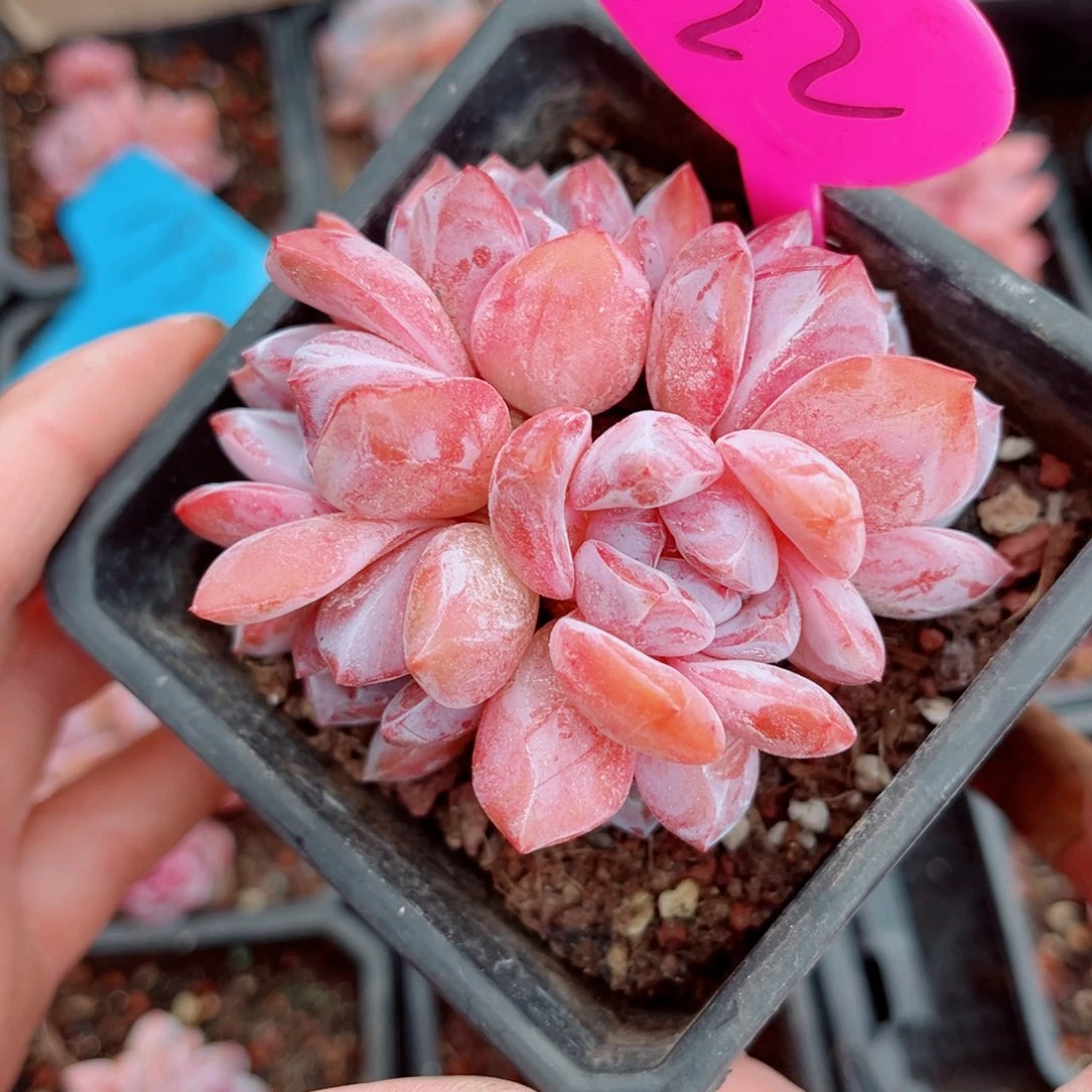 22号小老桩石榴籽星影群