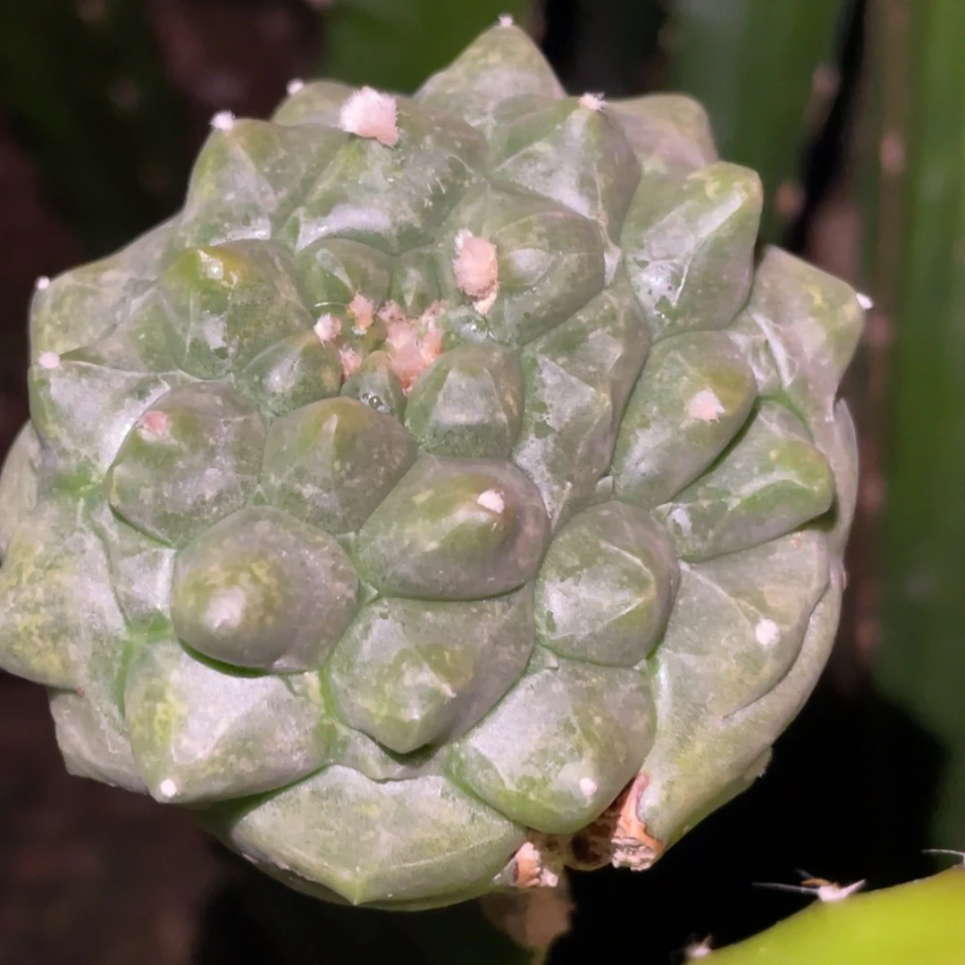 人***人全部花朵龟甲兜 仙人球开花