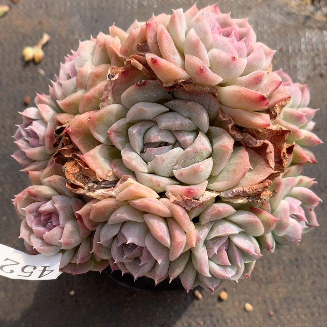 4521新年快乐发发发