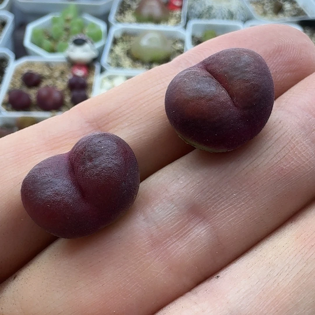老马生石花吕红2362