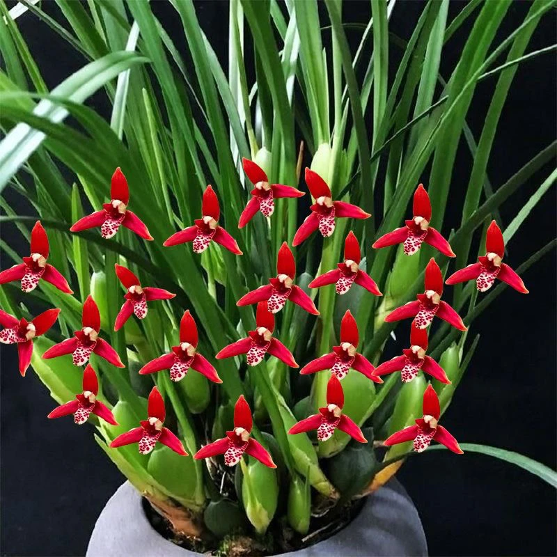 咖啡兰（一物一拍）浓香型室内高端兰花花期长新手好养网红爆款盆栽