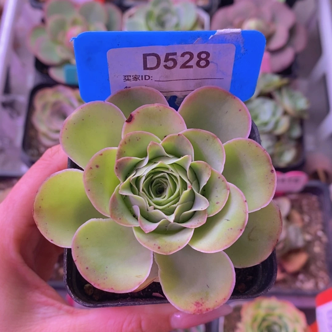 7方盆画眉玫瑰D528