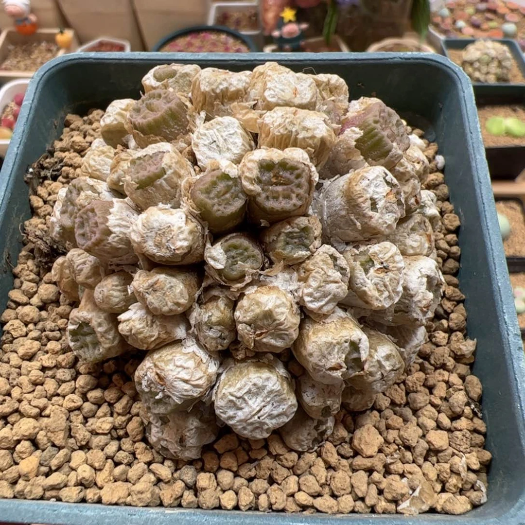 【闪购商品】唐**鱼65 烧麦