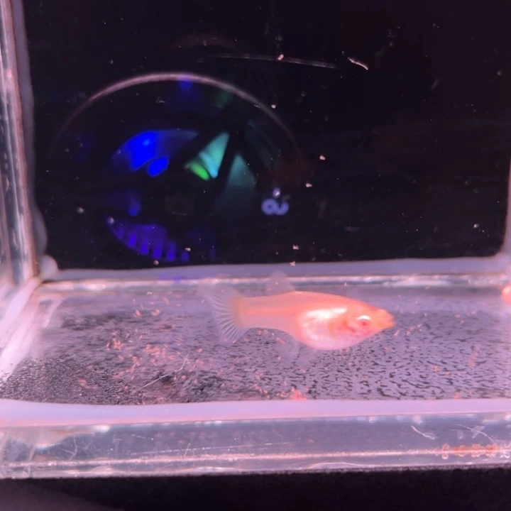 孔雀鱼金粉世家1对