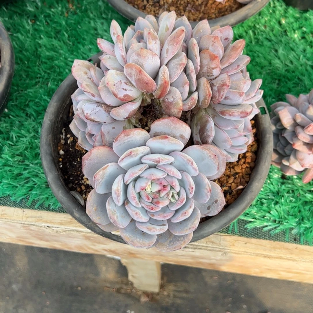 一*鱼星影缀化槿桦精品