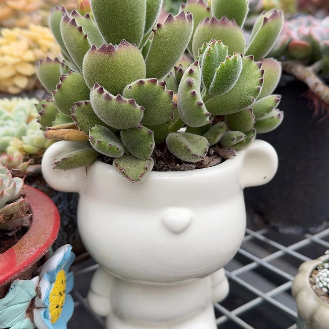 熊童子带暴力熊花盆多肉植物