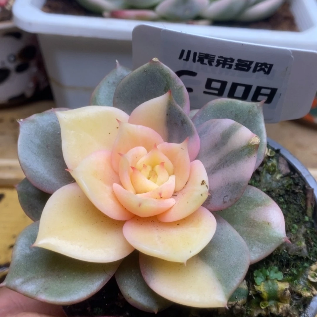 908好哈哈哈哈哈哈