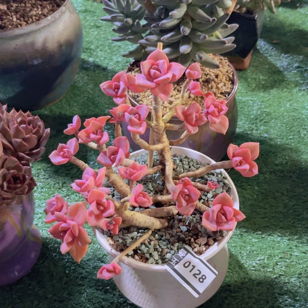 彩虹糖多肉植物0128