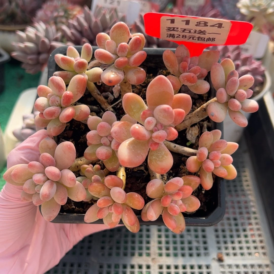 表妹精品多肉植物1184.
