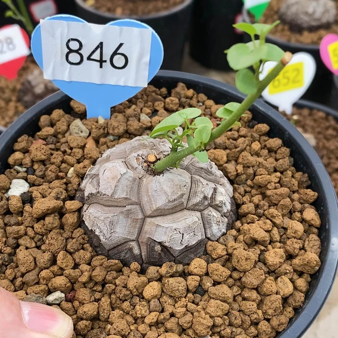 南非龟甲龙龟甲龙