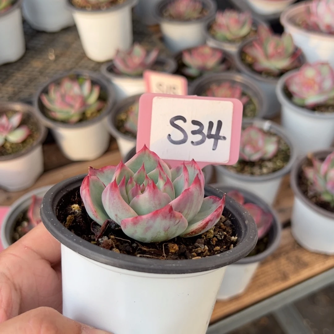 砂*橘S34惊鸿单头多肉