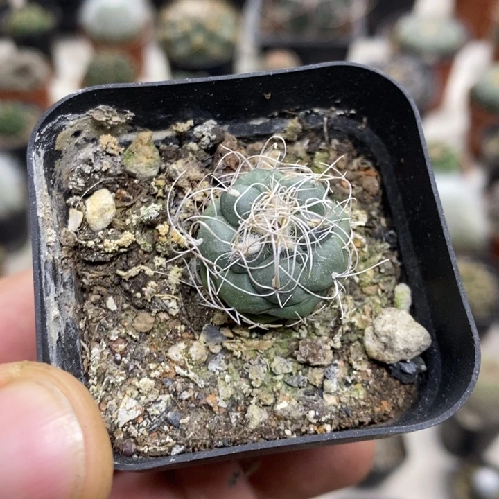 实生长城丸特价福利