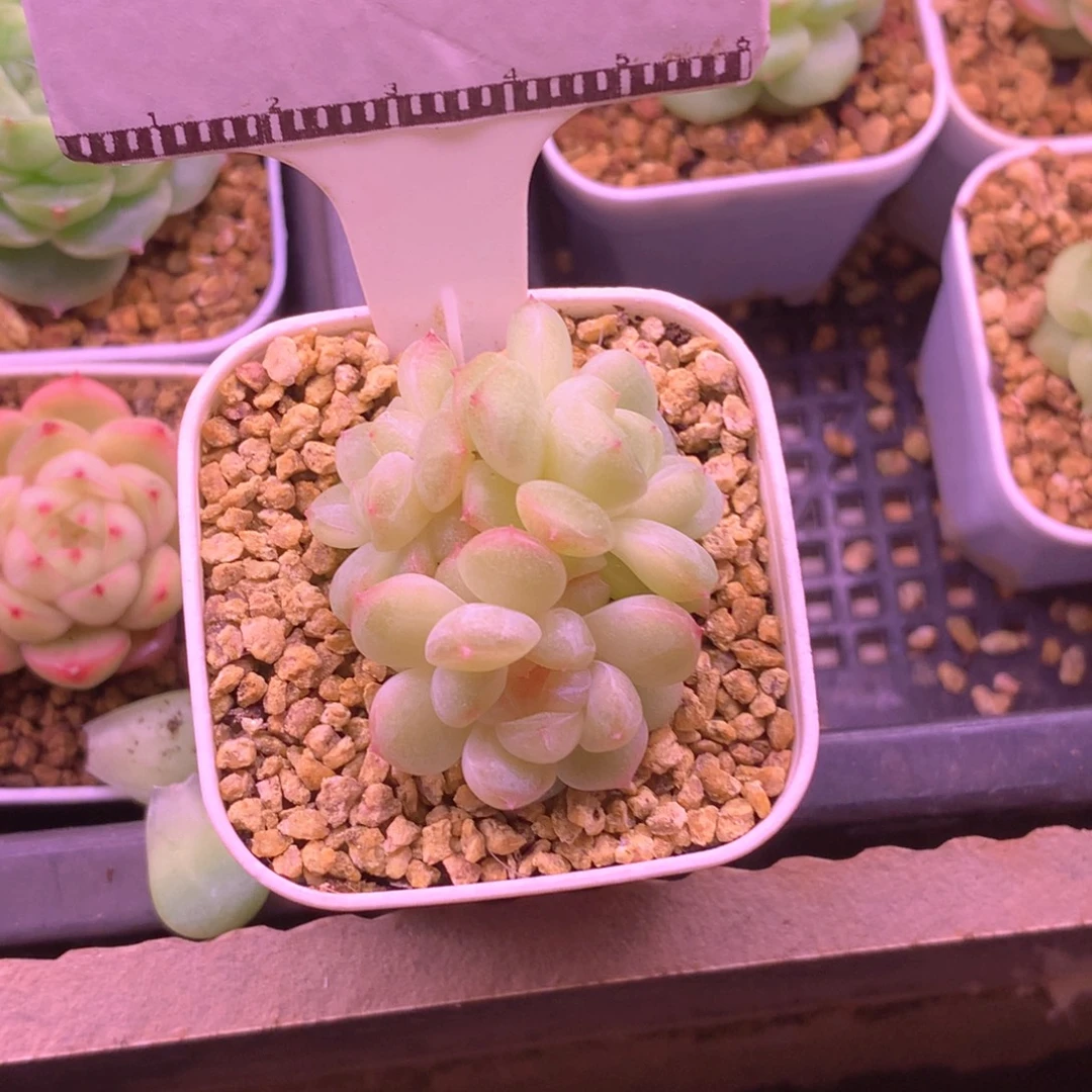 财富密码圆叶58包邮不包整