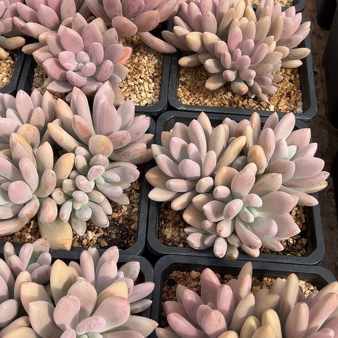 原始虞美人15厘米可挑