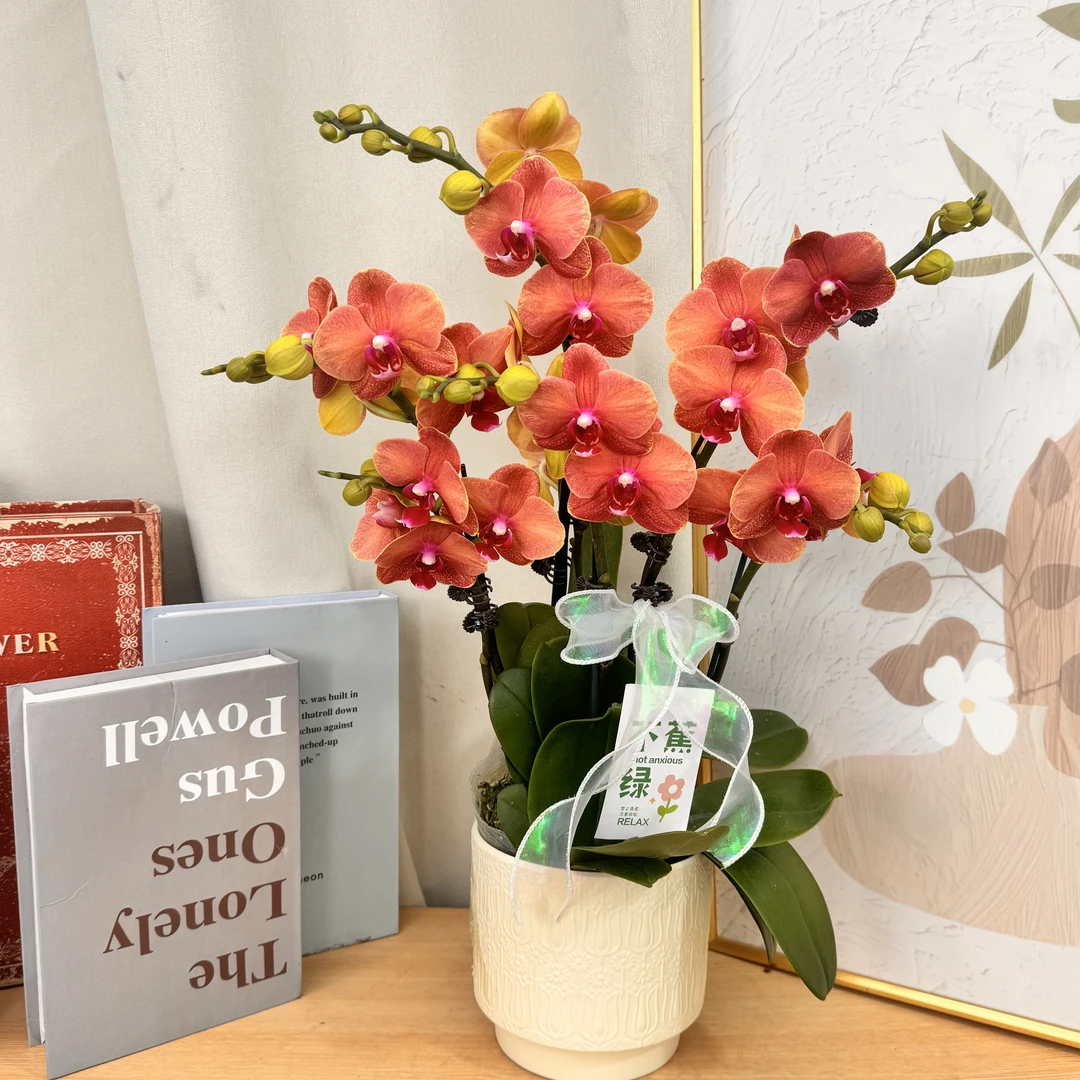 蝴蝶蘭《椪柑》年宵复古色系  蜡质花花 基地直发