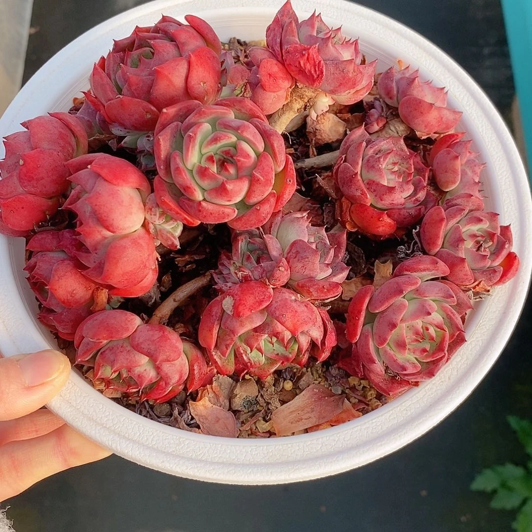 1021多肉植物老桩