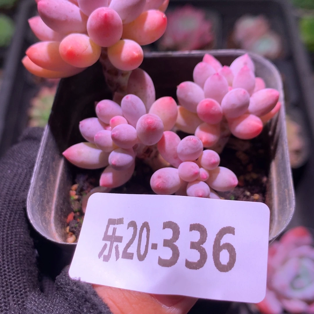 乐然20-336 婴儿手指