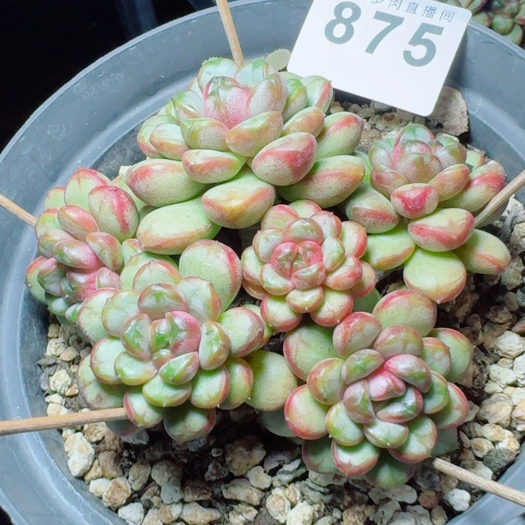 葡萄老桩            精美多肉植物