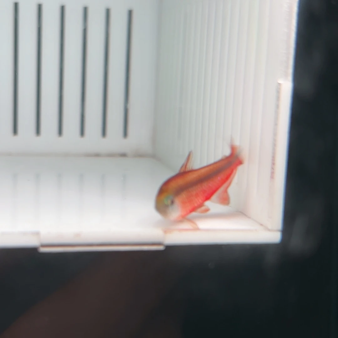 小***罗灯科鱼A155超红一条