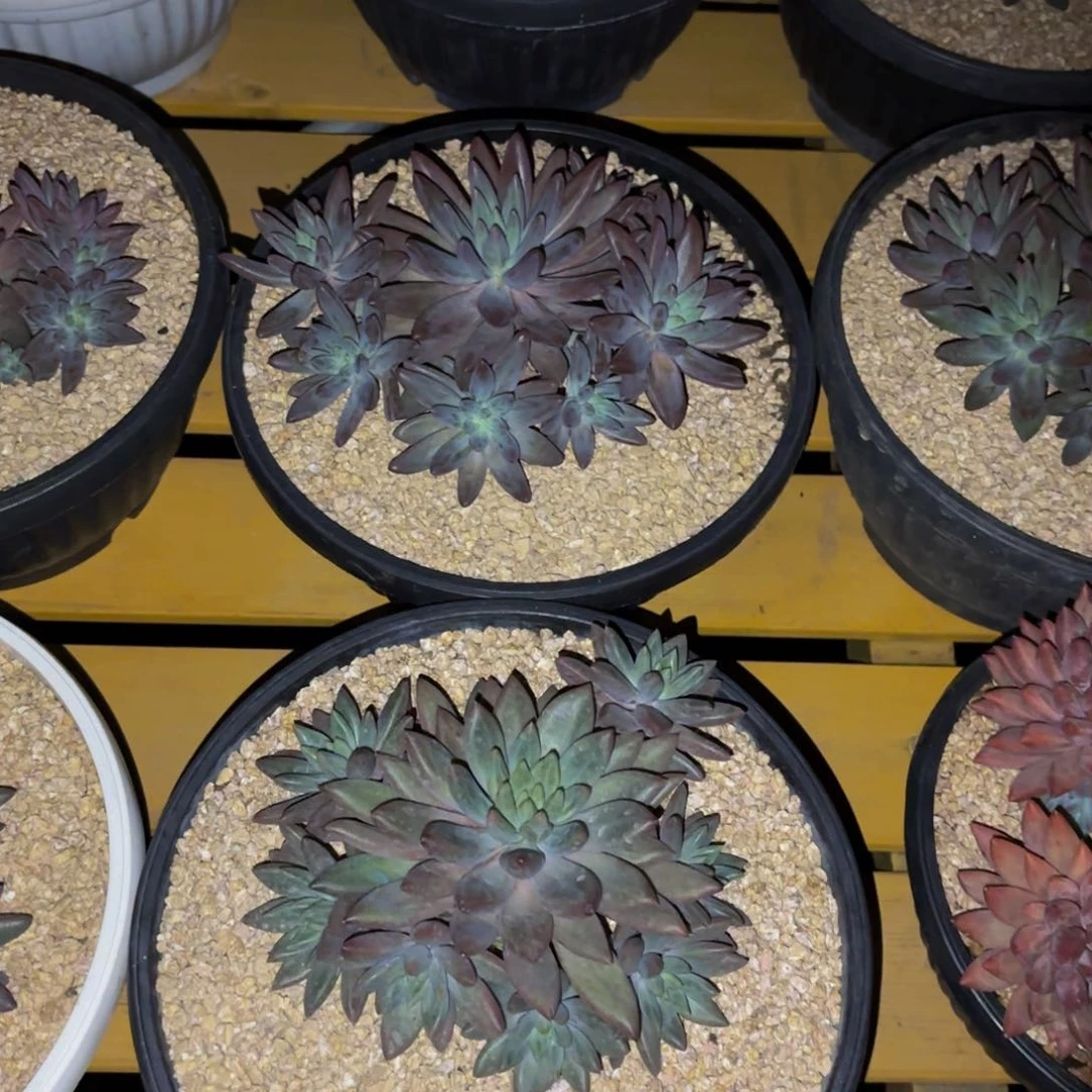 蔬**子小小弟精品多肉红蜻蜓