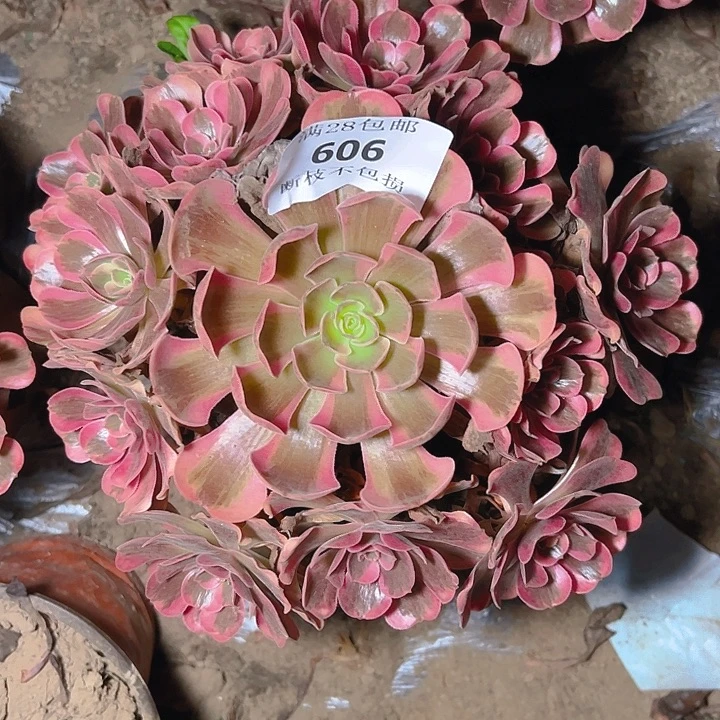 60爱神多肉植物保护