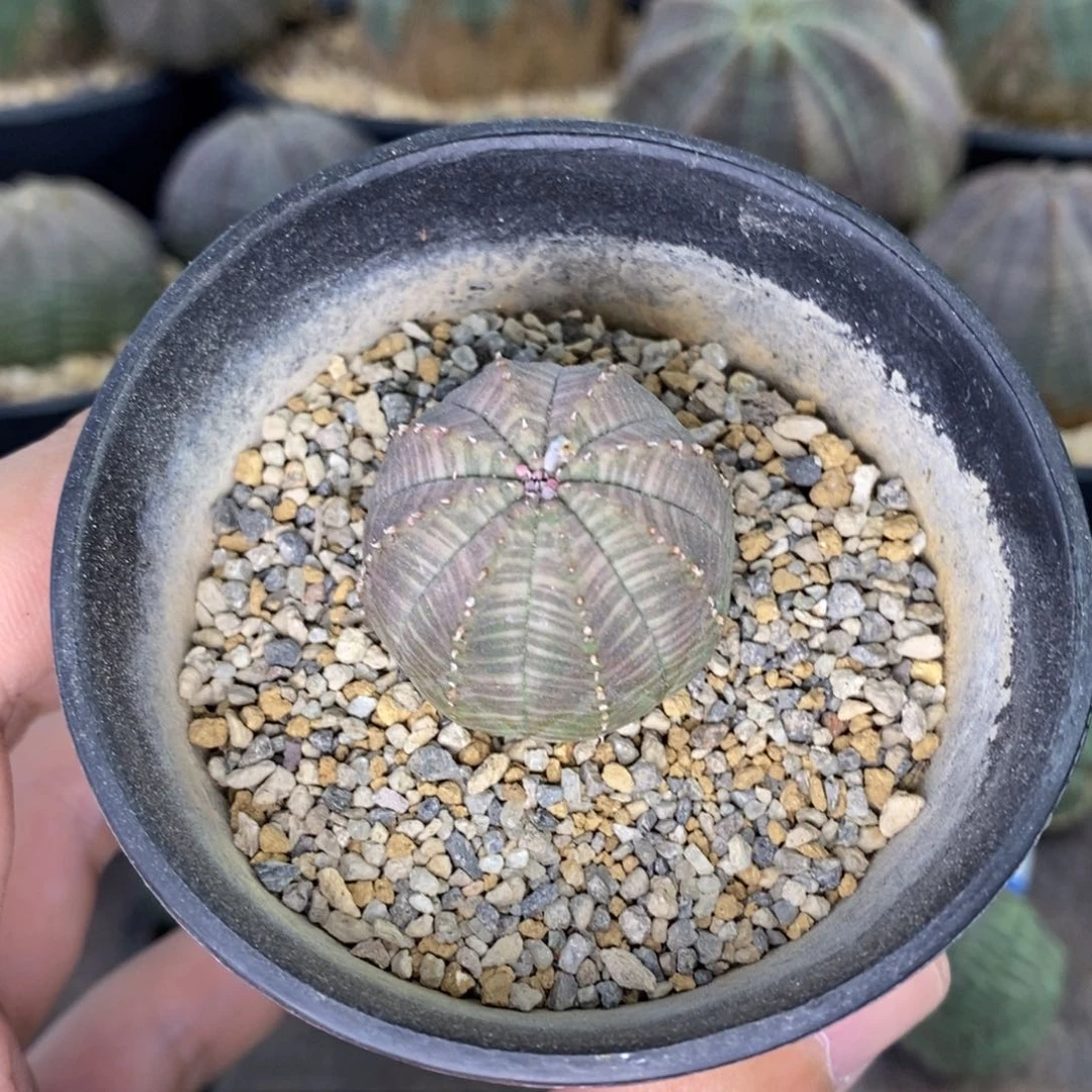 森***淼欧系实生布纹球多肉植物