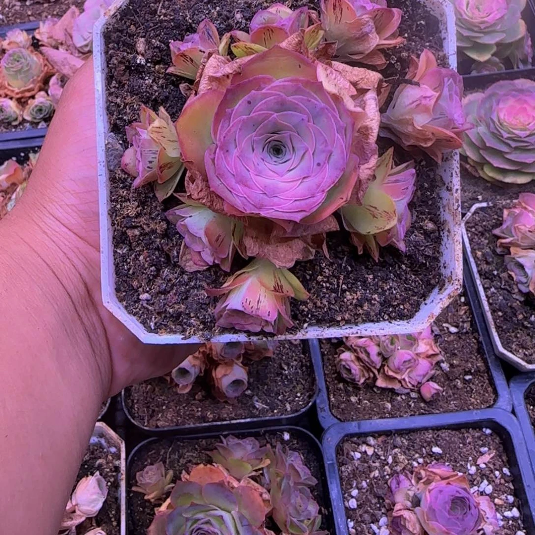 捧花1214243467686868