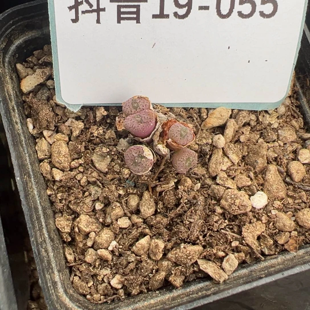 19-55肉锥多肉植物