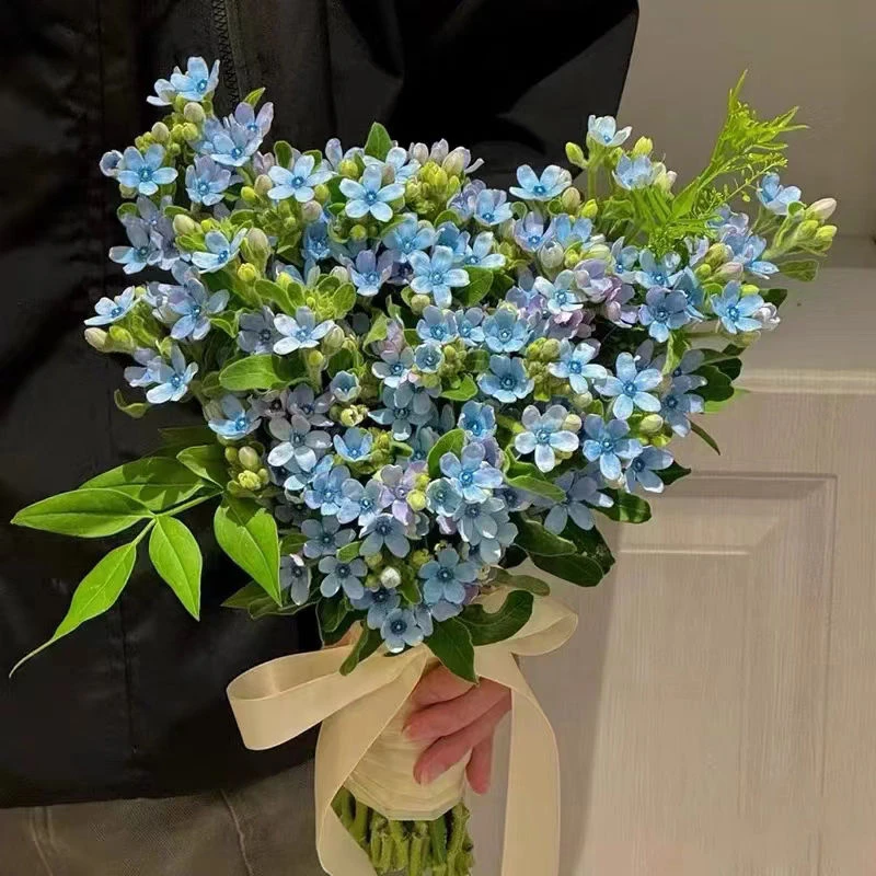 蓝星花鲜花花束云南昆明基地直发水养家用