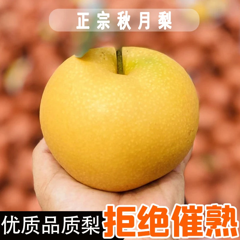正宗秋月梨新鲜现摘脆甜多汁当季水果中秋礼盒