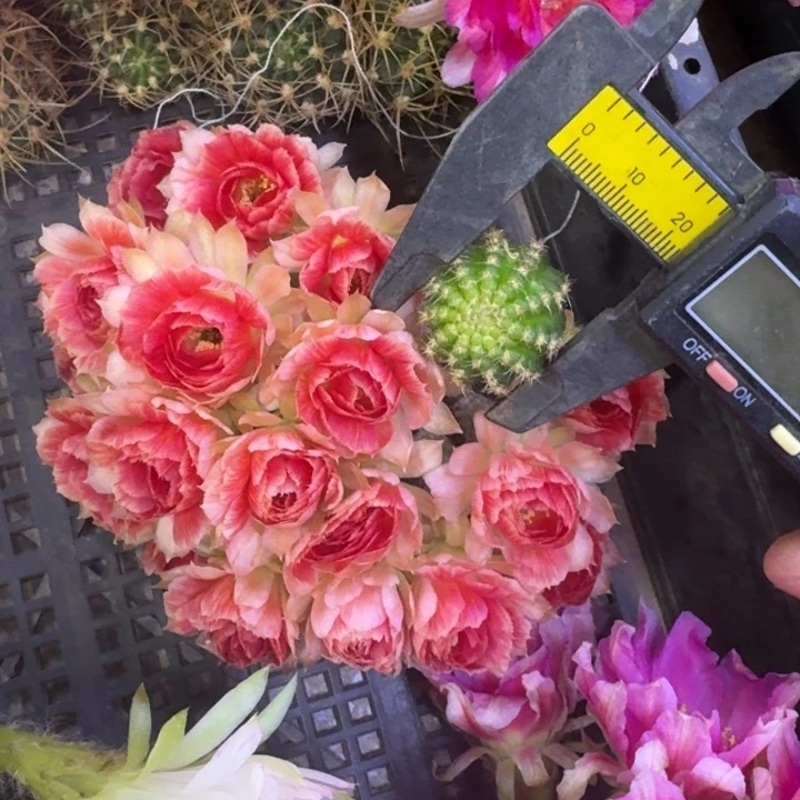 9丽花rw2无根侧牙2公分左右很小，20包邮