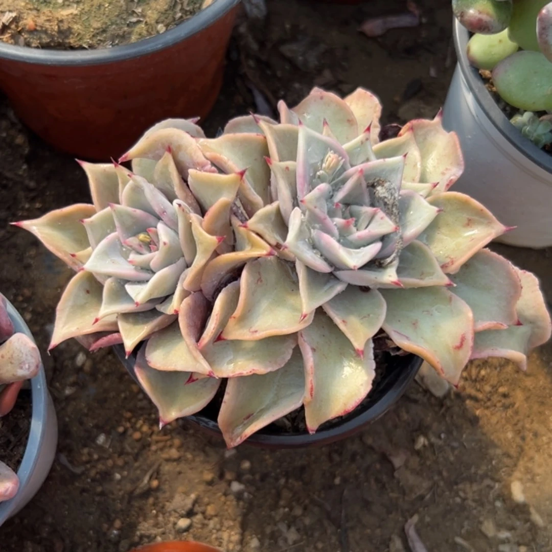 N****゛多肉植物多肉植物