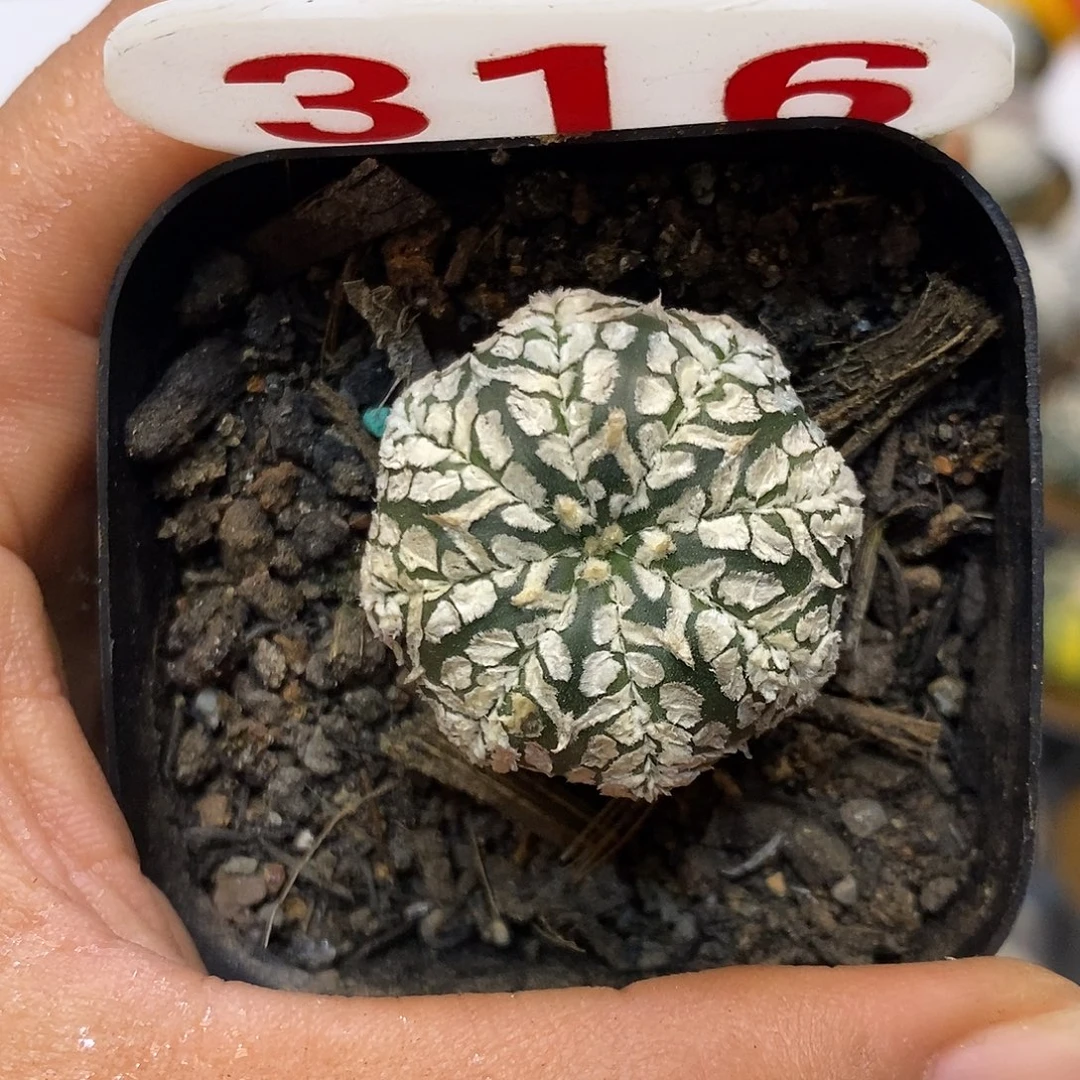 316福利特价来了哦吼吼