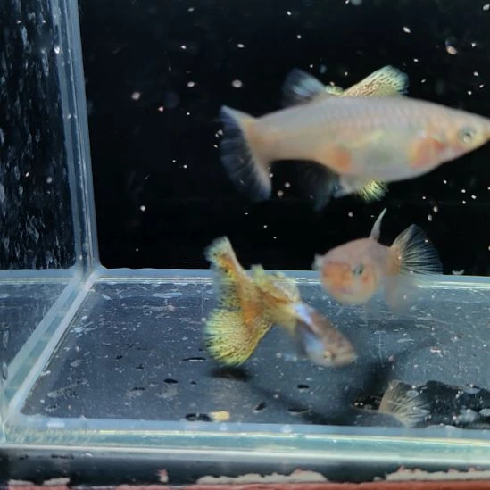 孔雀鱼微瑕金属黄蕾丝两对